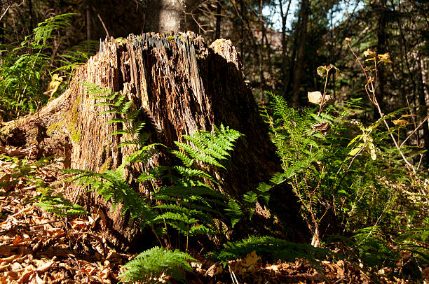 forest in the fall stock photo