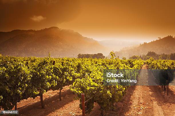 Bodega Del Valle De Napa Vineyard Grapevines Cultivo En Amanecer En California Foto de stock y más banco de imágenes de Valle de Napa