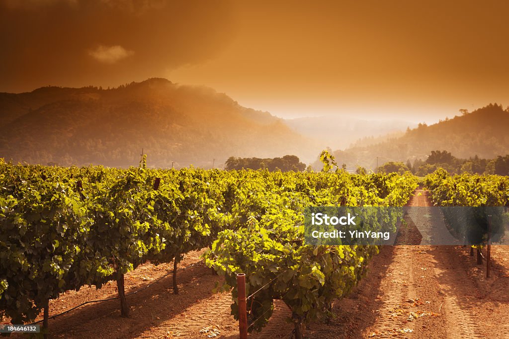 Napa Valley Winery Vineyard Grapevines Crop at Sunrise in California Sunrise over a vineyard on the Silverado Trail, Napa Valley, California, USA. Rows of grapevine crops grow and grapes ripen in the cultivated agricultural farm field. Mountains on the horizon glow in the misty dawn. Scenic wine country landscapes are tourist vacation travel destinations. Horizontal format with sky copy space. Napa Valley Stock Photo