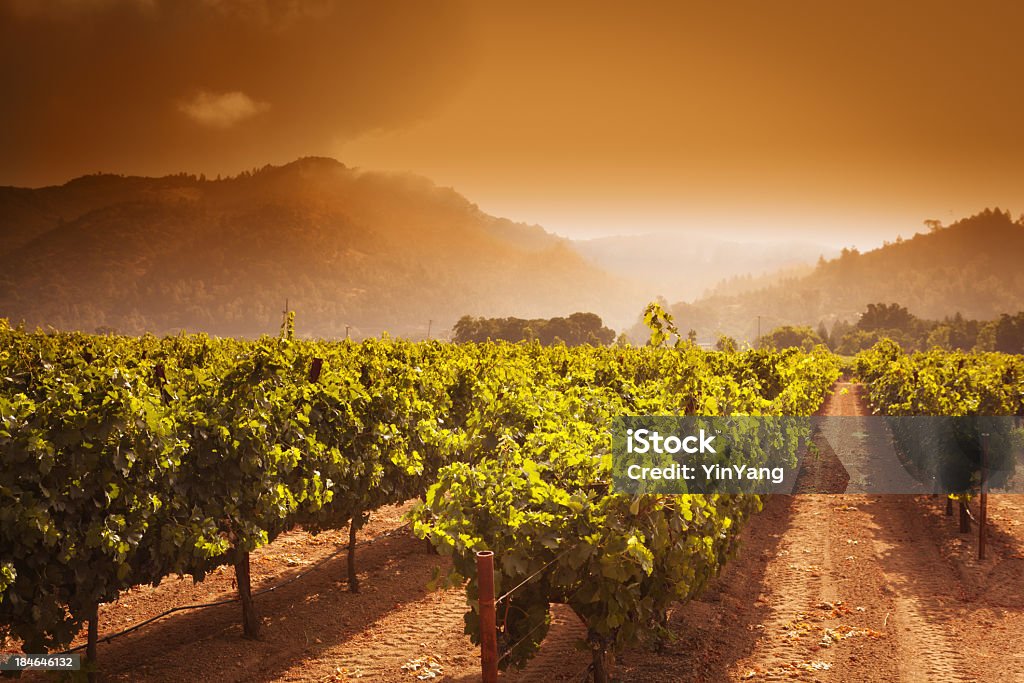 Napa Valley vinícola videiras corte ao nascer do sol na Califórnia - Foto de stock de Vale de Napa royalty-free