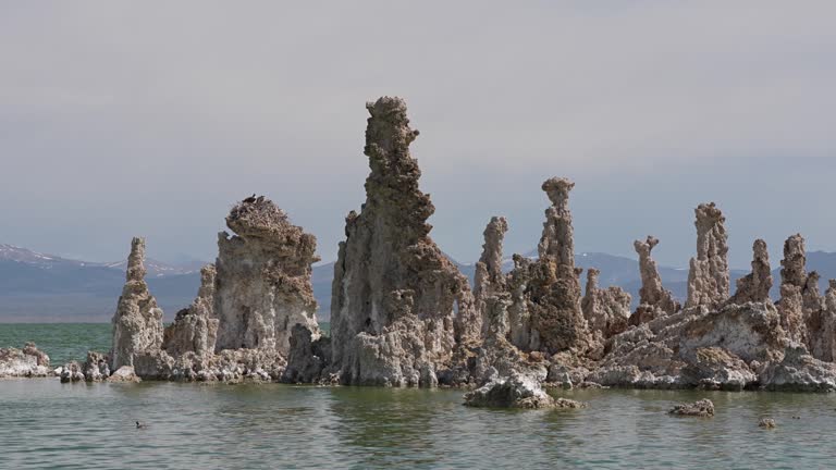 Mono Lake Osprey