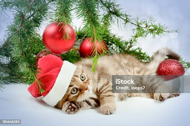 Little Santa - Fotografie stock e altre immagini di Gattino - Gattino, Natale, Albero