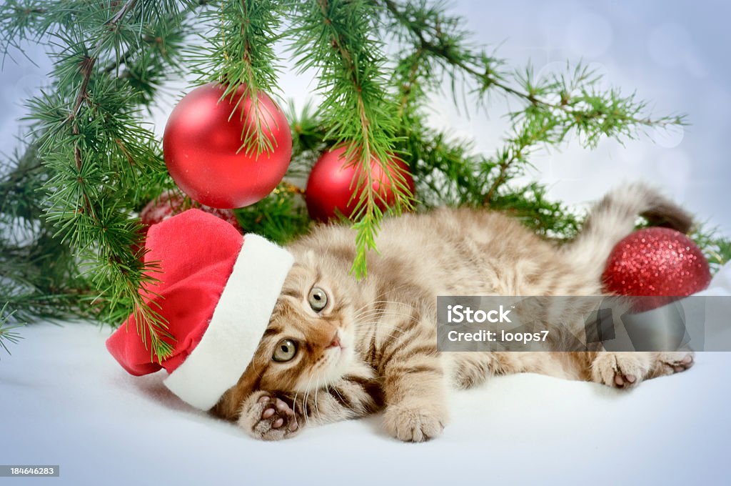 Pequeno Santa - Foto de stock de Filhote de Gato royalty-free