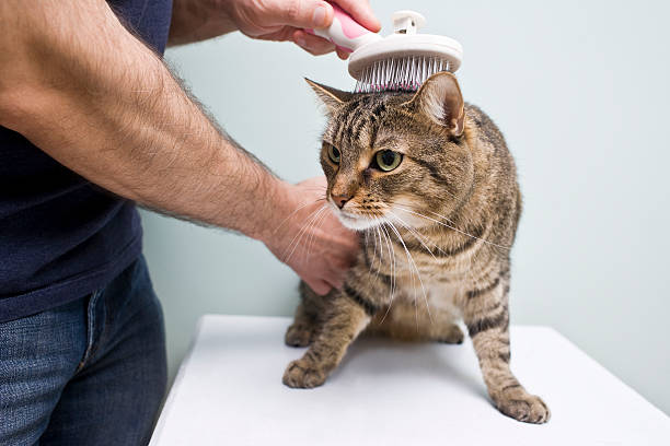 istock Man holding and grooming a cat on a white table 184646363