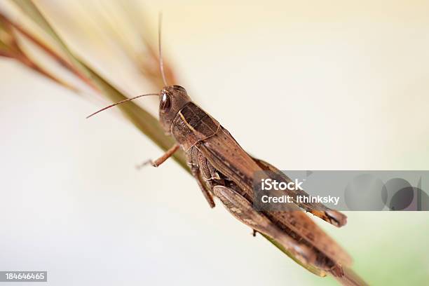 메뚜기 곤충에 대한 스톡 사진 및 기타 이미지 - 곤충, 더듬이, 동물