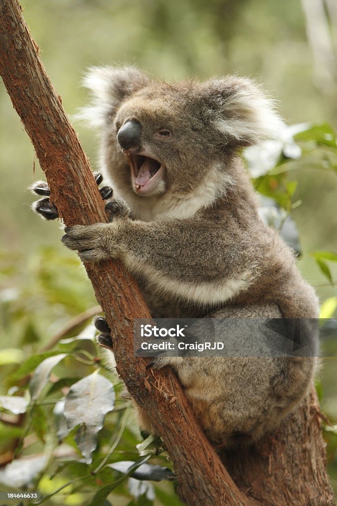 Koala bostezar - Foto de stock de Koala libre de derechos