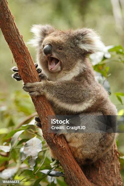 Koala Bostezar Foto de stock y más banco de imágenes de Koala - Koala, Bostezar, Hablar