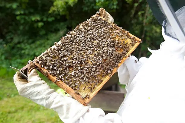 protecting a bee hive against the varroa mite disease - close upprotecting a bee hive against the varroa mite disease - close up