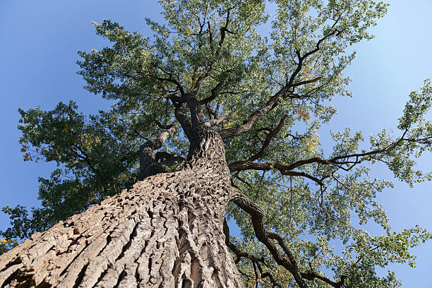Elm tree from below stock photo
