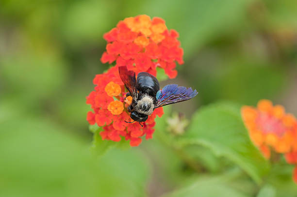 bee on a flower collecting nectar bee on a flower collecting nectar collorful stock pictures, royalty-free photos & images