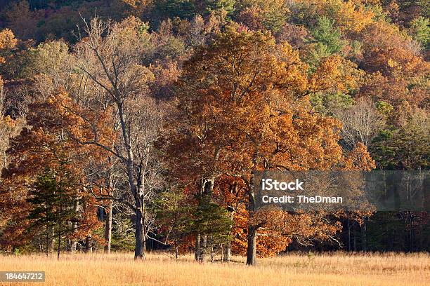 Photo libre de droit de Automne Arbres Cade S Cove banque d'images et plus d'images libres de droit de Arbre - Arbre, Automne, Cades Cove