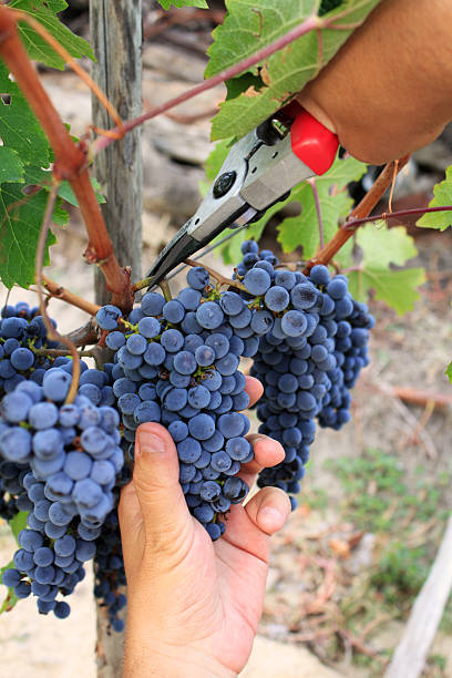 Picking ripe grapes stock photo