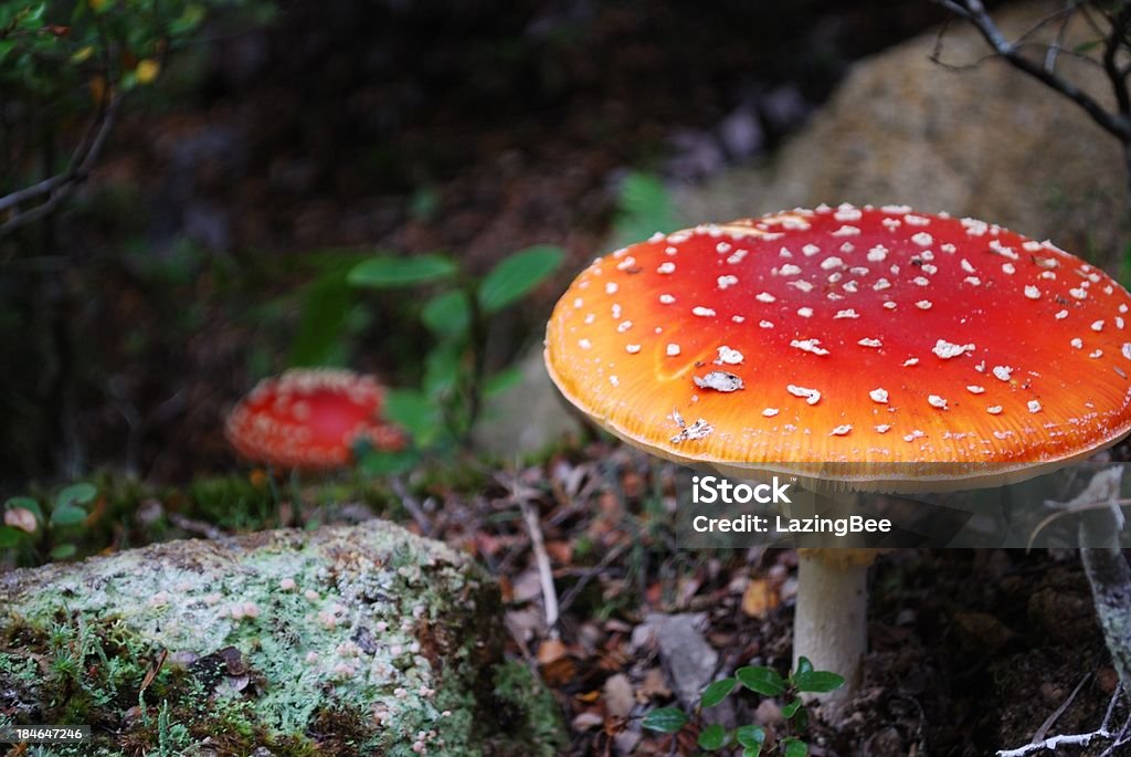 Falsa oronja (Amanita Muscaria) - Foto de stock de Aire libre libre de derechos