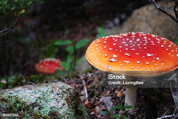 Мухомор — стоковые фотографии и другие картинки Amanita parcivolvata - Amanita parcivolvata, Plant Type, Атрибут растения