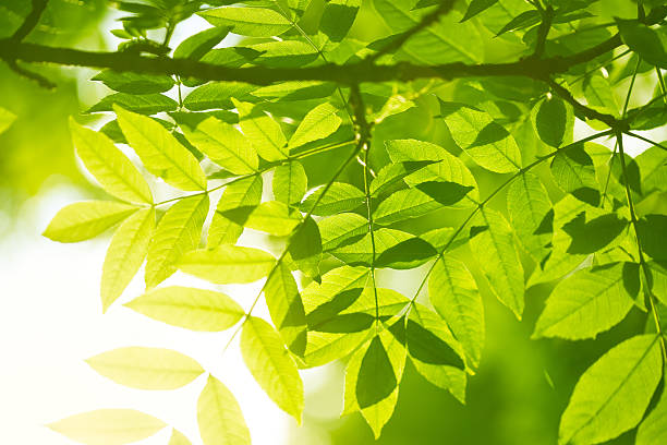 foglie verdi - new life plant image saturated color foto e immagini stock