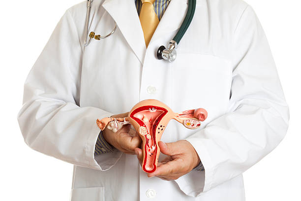 Reproductive organ model "Doctor holding an anatomically correct model of uterus and ovaries with some most common pathologies: endometriosis, adhesions, fibroids, salpingitis, cysts, pedunculated fibroid tumor, polyps and various carcinoma. White background." anatomist photos stock pictures, royalty-free photos & images