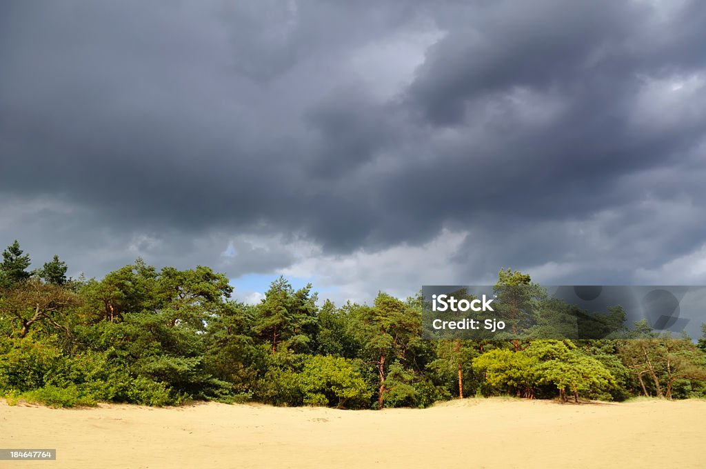 Pine trees and sand dunes Summer landscape with trees and sand dunes in The Veluwe in The Netherlands. Dark storm clouds in the sky. Cloud - Sky Stock Photo