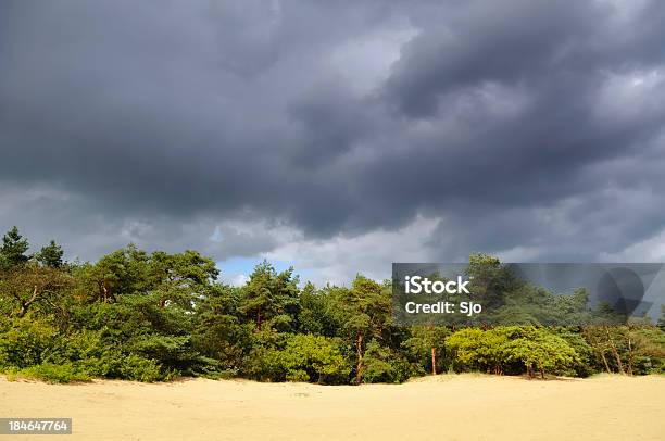 Pine Trees And Sand Dunes Stock Photo - Download Image Now - Cloud - Sky, Day, Dry