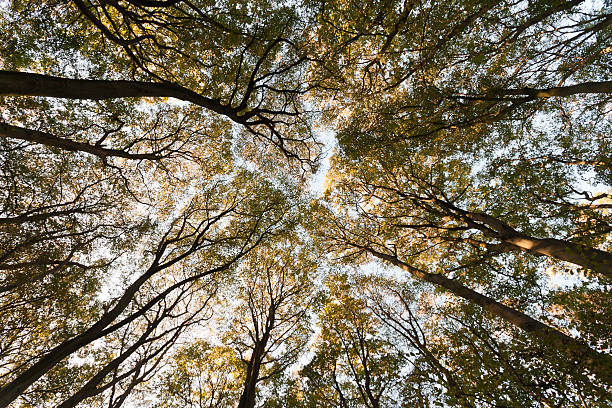 árbol creciente con el cielo encimeras - treetop sky tree high section fotografías e imágenes de stock