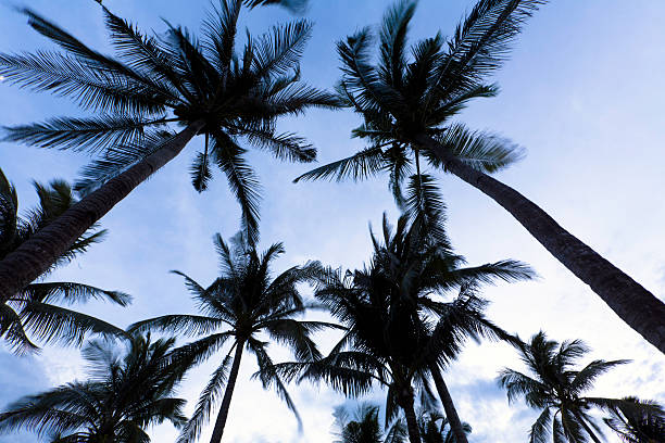 280+ Isola Di Samar Foto stock, immagini e fotografie royaltyfree iStock