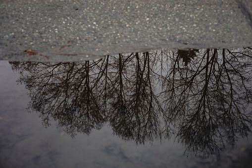 Trees are reflected in a puddle on a dreary day