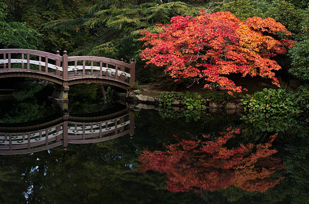 istock Fall maple in japanese garden, bridge over water 184648505