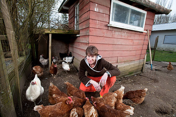 istock Woman feeding her chickens in the chicken coop 184648546