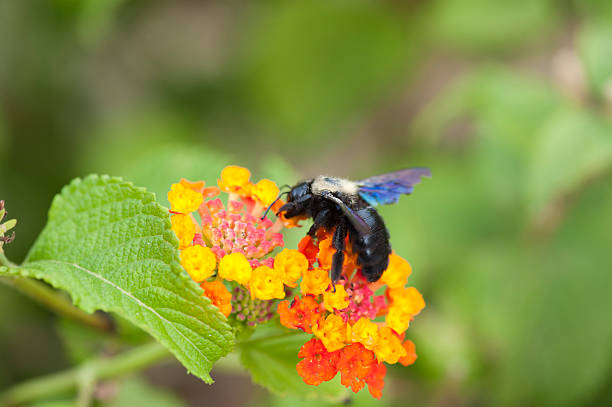 bee on a flower collecting nectar bee on a flower collecting nectar collorful stock pictures, royalty-free photos & images