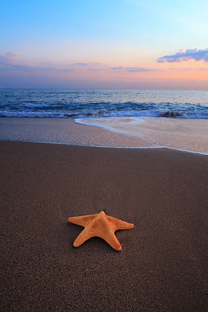 estrela do mar na praia - sea aegean sea night illuminated - fotografias e filmes do acervo