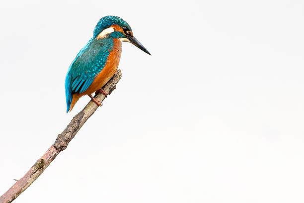 kingfisher (alcedo atthis) - animals hunting kingfisher animal bird стоковые фото и изображения