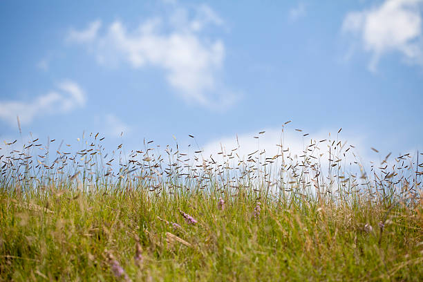 Blue Grama Grass with Sky stock photo