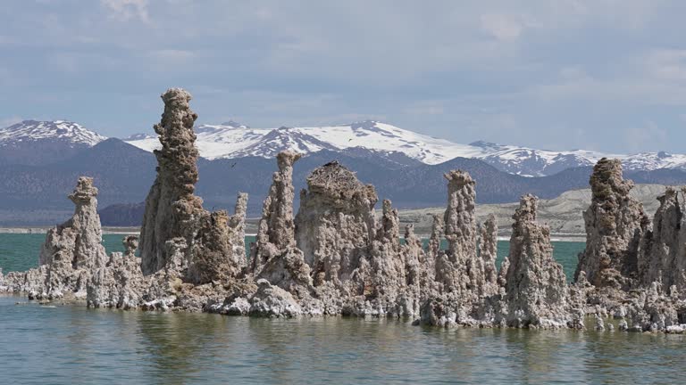 Mono Lake Osprey