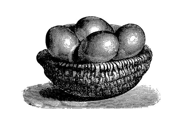 ilustrações, clipart, desenhos animados e ícones de cesta de vime com ovos/antigas ilustrações culinária - engraving eggs engraved image old fashioned