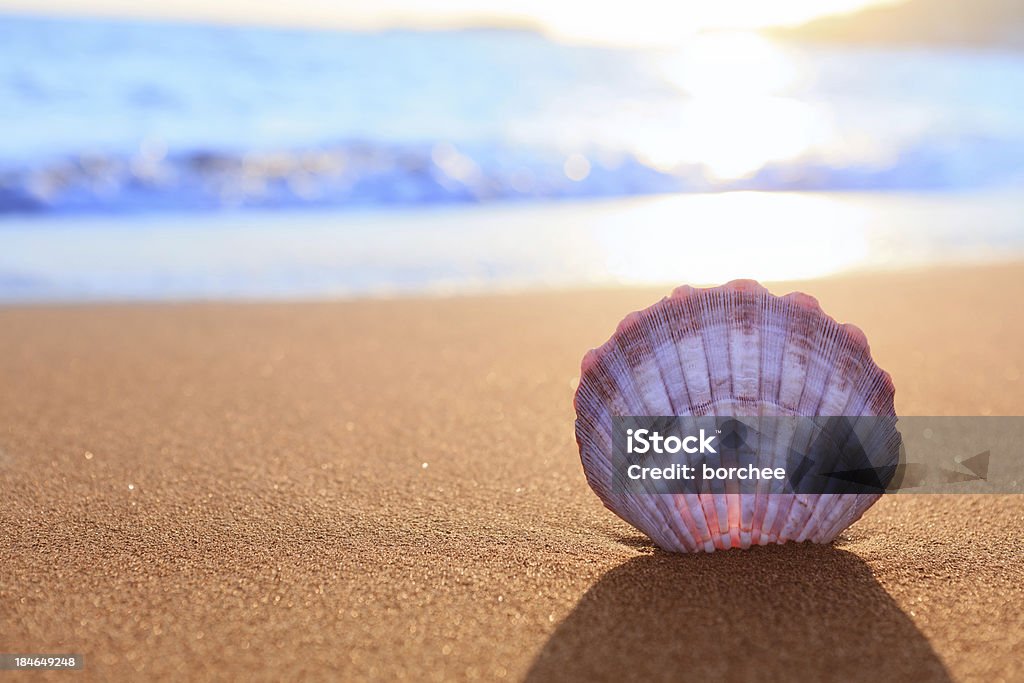 Conchiglia sulla spiaggia - Foto stock royalty-free di Spiaggia