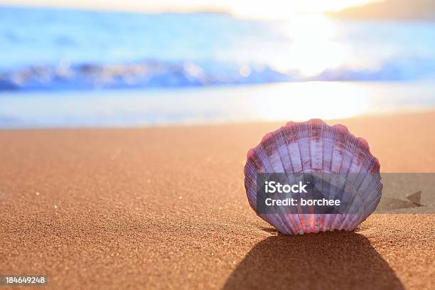 Conchiglia Sulla Spiaggia - Fotografie stock e altre immagini di Spiaggia - Spiaggia, Guscio di animale, Conchiglia di strombo