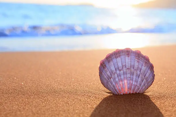 Beautiful shell on a sand beach at sunrise.