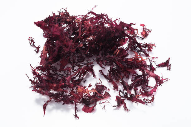 istock Red Tosaka Seaweed salad 184649287