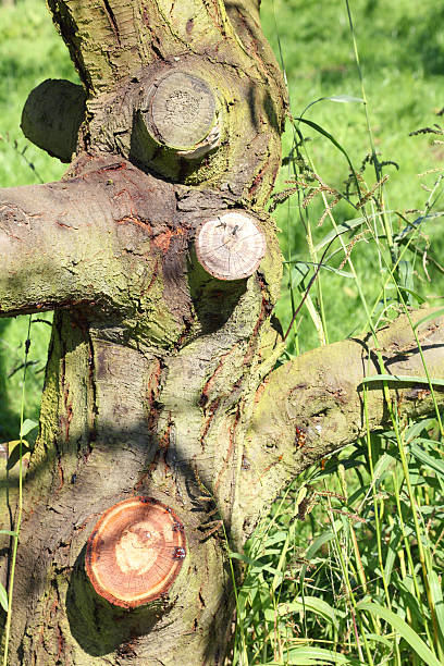 istock trunk of tree with sawed off branches and green meadow 184649351
