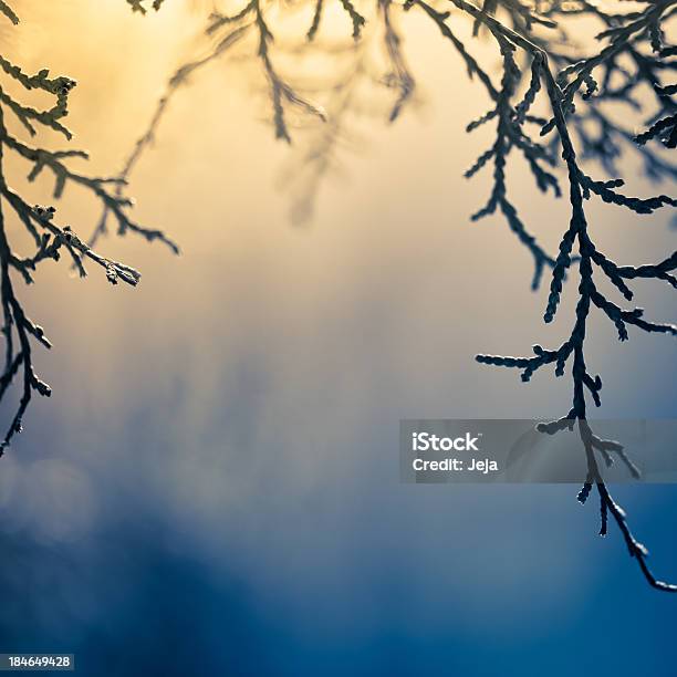 Ramo Di Pino - Fotografie stock e altre immagini di Abete - Abete, Ambientazione esterna, Ambientazione tranquilla