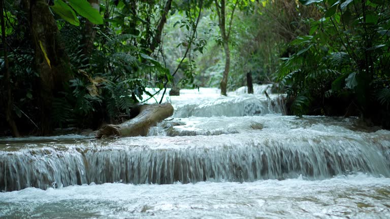 The stream is flowing in the forest in nature.