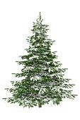 istock Christmas Tree Isolated on White with Snow (XXXL) 184649624