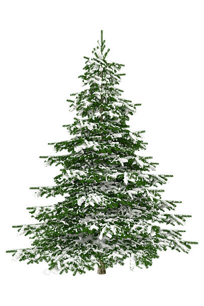árvore de natal, isolado no branco com neve (xxxl - madeira falsa - fotografias e filmes do acervo
