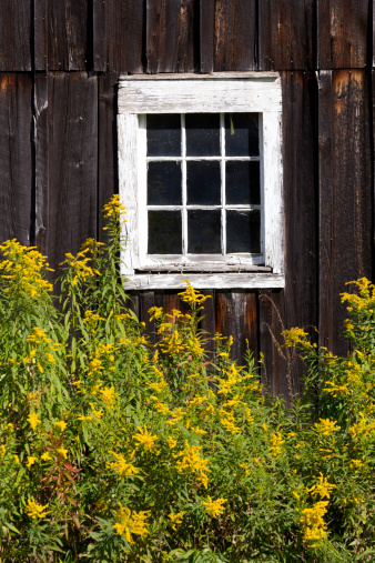 An old barn with weathered gray siding with an white-framed window and bright yellow wildflowers on a sunny afternoon.
