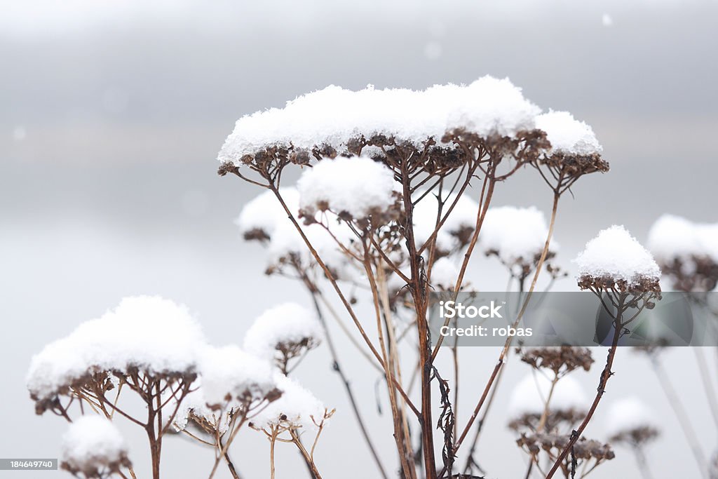 Dead angélica flor cubierto de nieve - Foto de stock de Aire libre libre de derechos