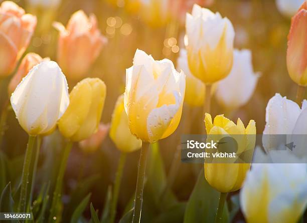Tulipanes Foto de stock y más banco de imágenes de Abril - Abril, Amanecer, Amarillo - Color