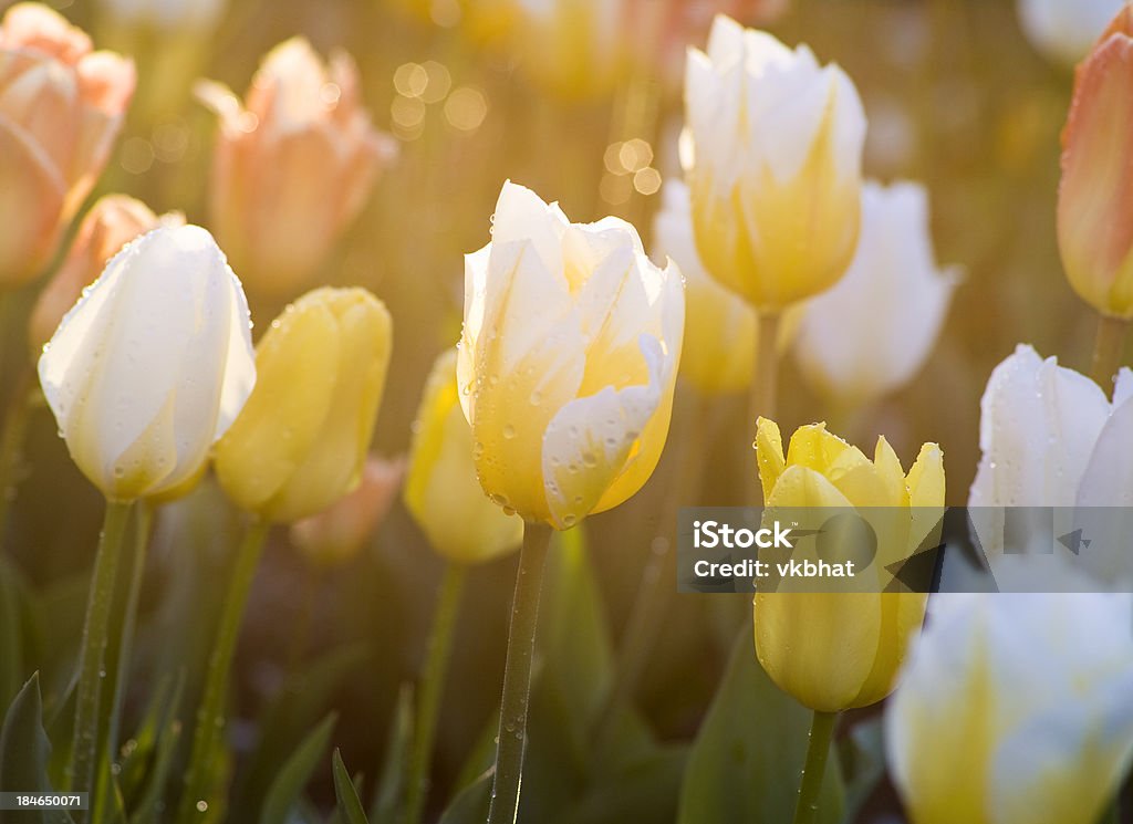 Tulipas - Foto de stock de Abril royalty-free