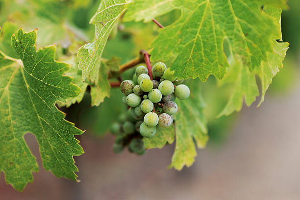Cluster of young grapes hang on the vine