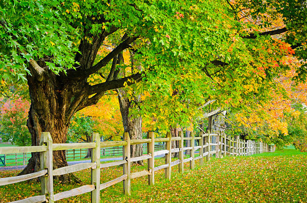 istock Early autumn trees along a fence. 184650204