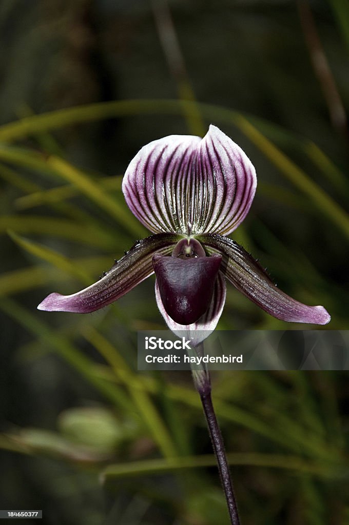 SAPATINHO Orchid Paphiopedilum Callosum - Foto de stock de Orquídea royalty-free