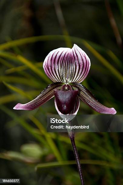 Foto de Sapatinho Orchid Paphiopedilum Callosum e mais fotos de stock de Orquídea - Orquídea, Cingapura, Amarelo